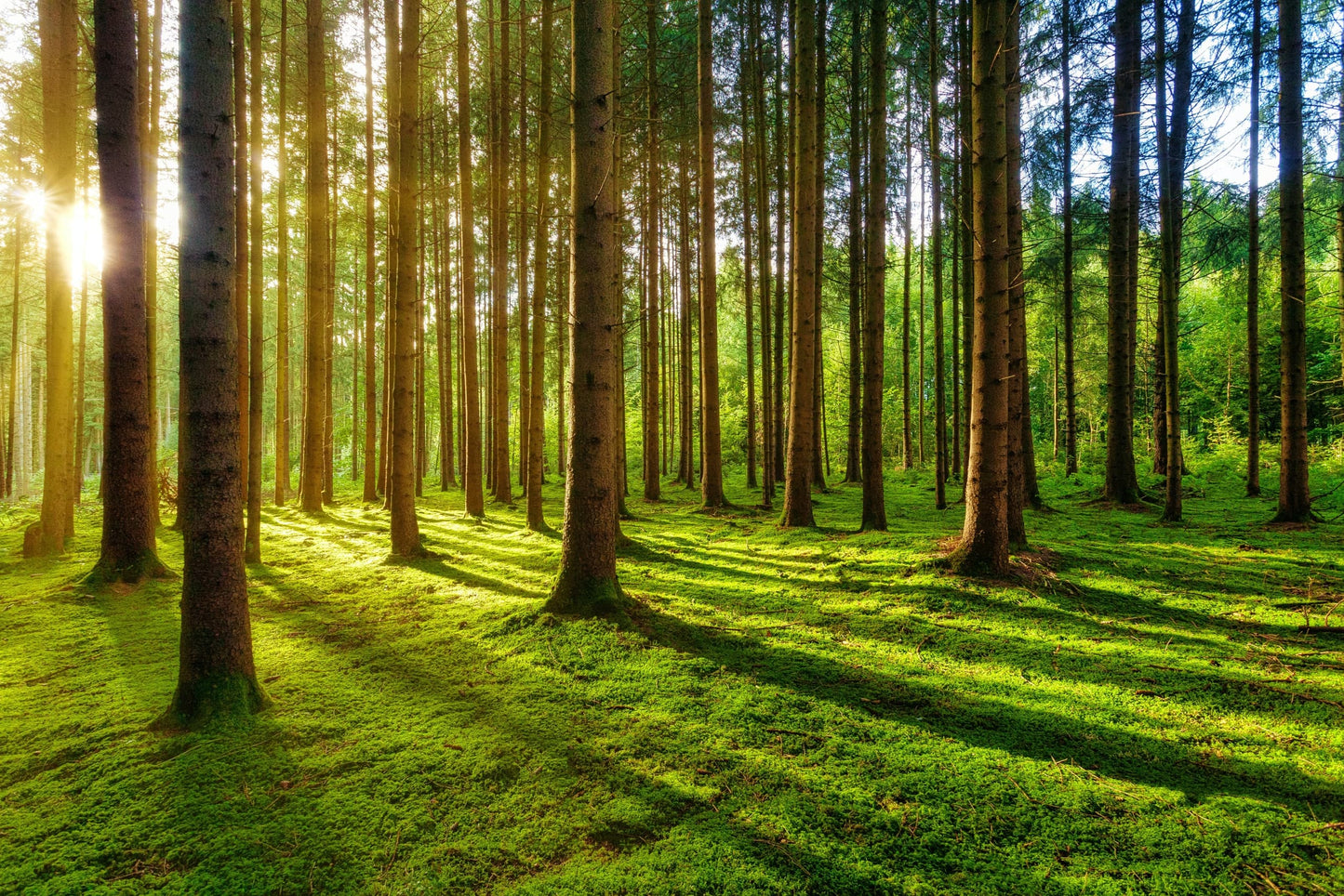 Memorial Trees Planted in the U.K. (Copy)