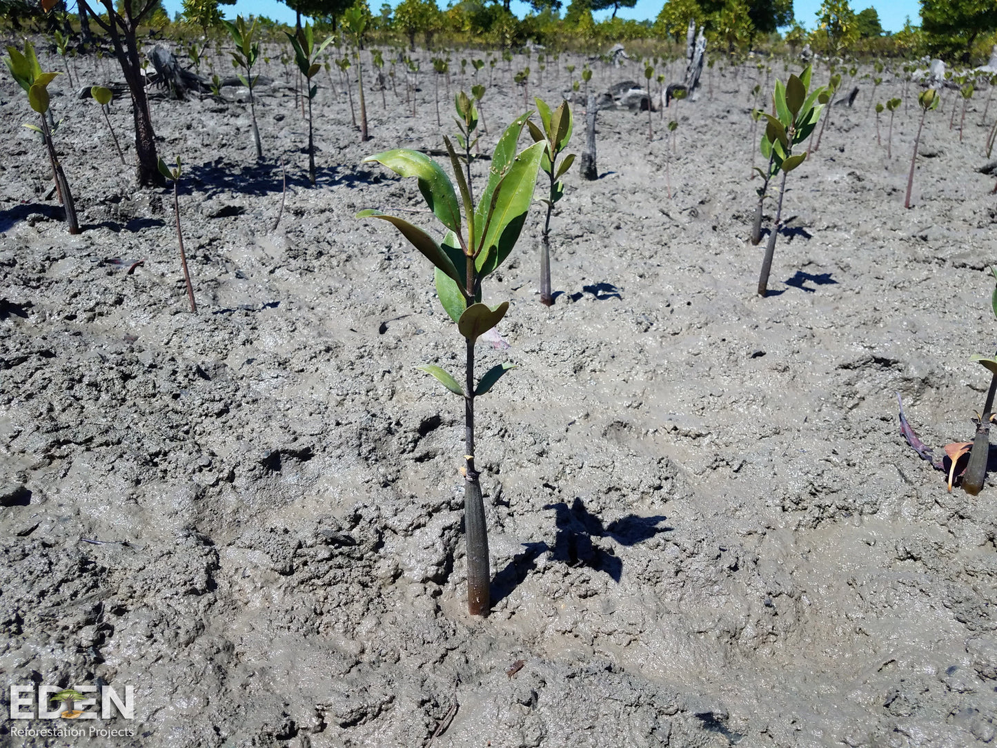 Home Energy: 27 TREES
