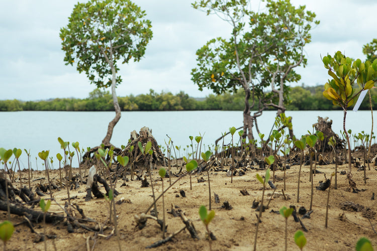 Monthly Tree Planting Subscriptions