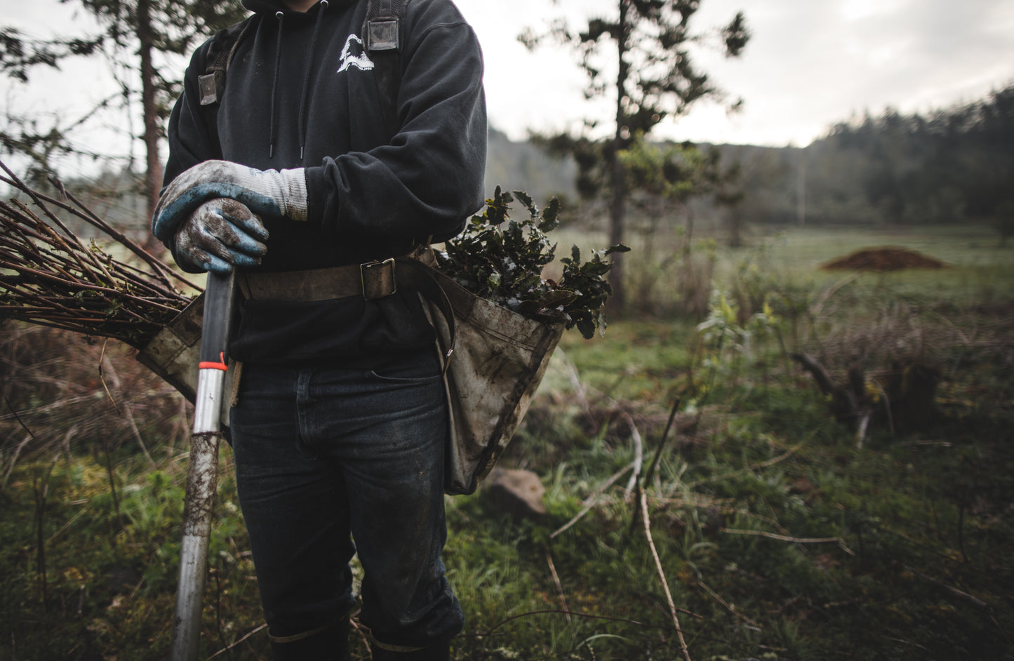 Oregon Santiam State Forest Reforestation