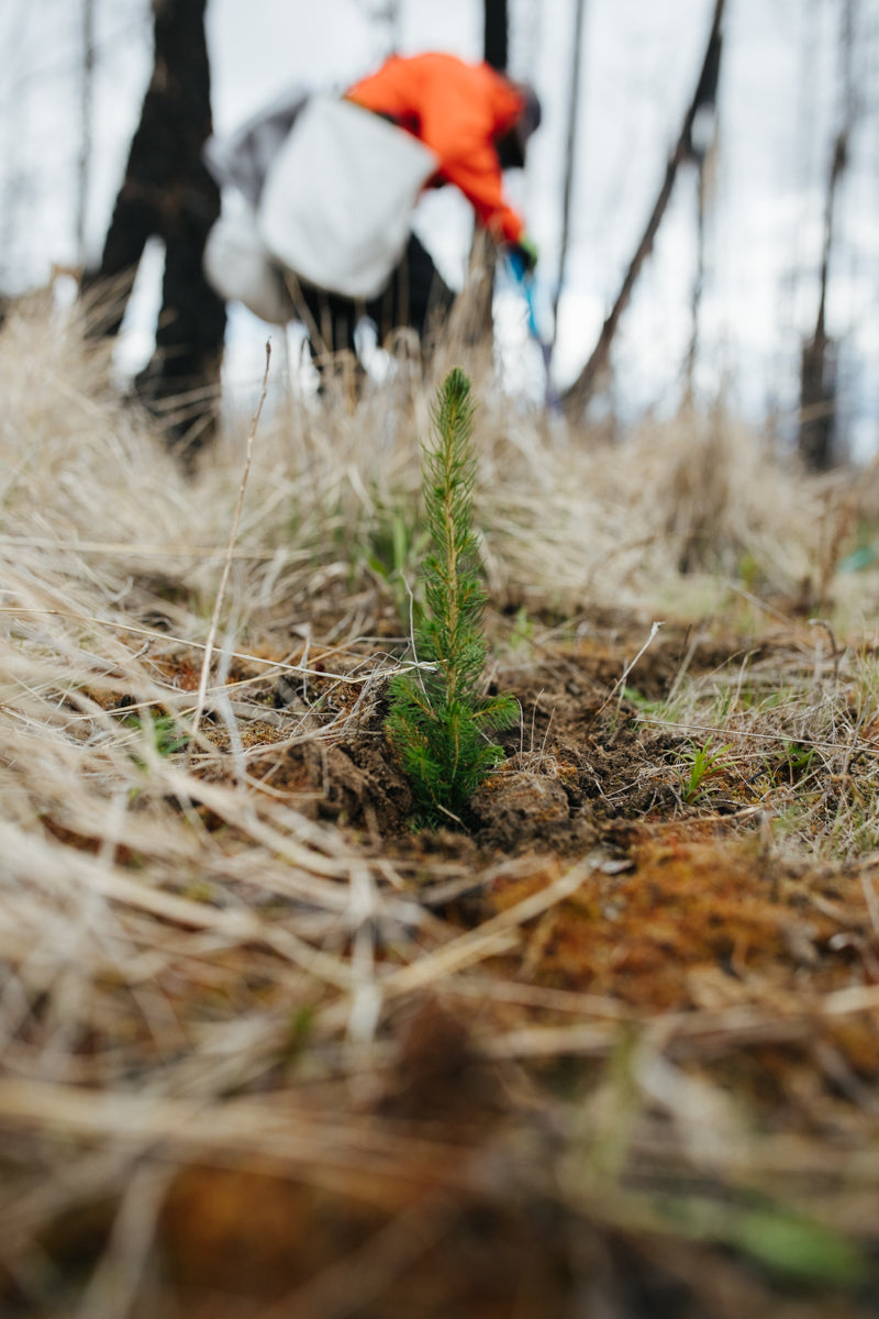 Michigan: Hiawatha National Forest Biodiversity