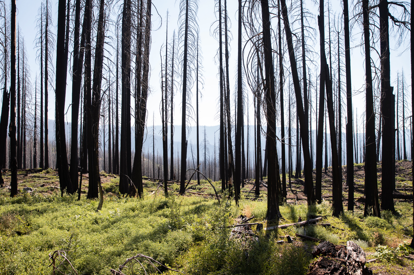 California: Klamath National Forest