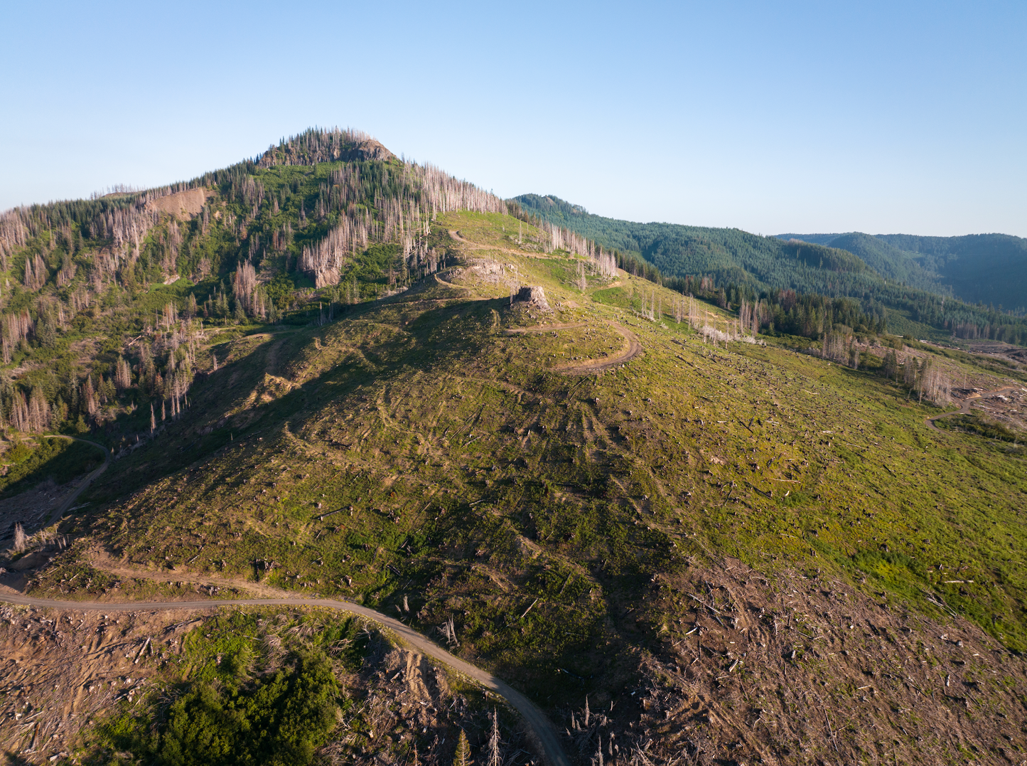 Oregon Santiam State Forest Reforestation