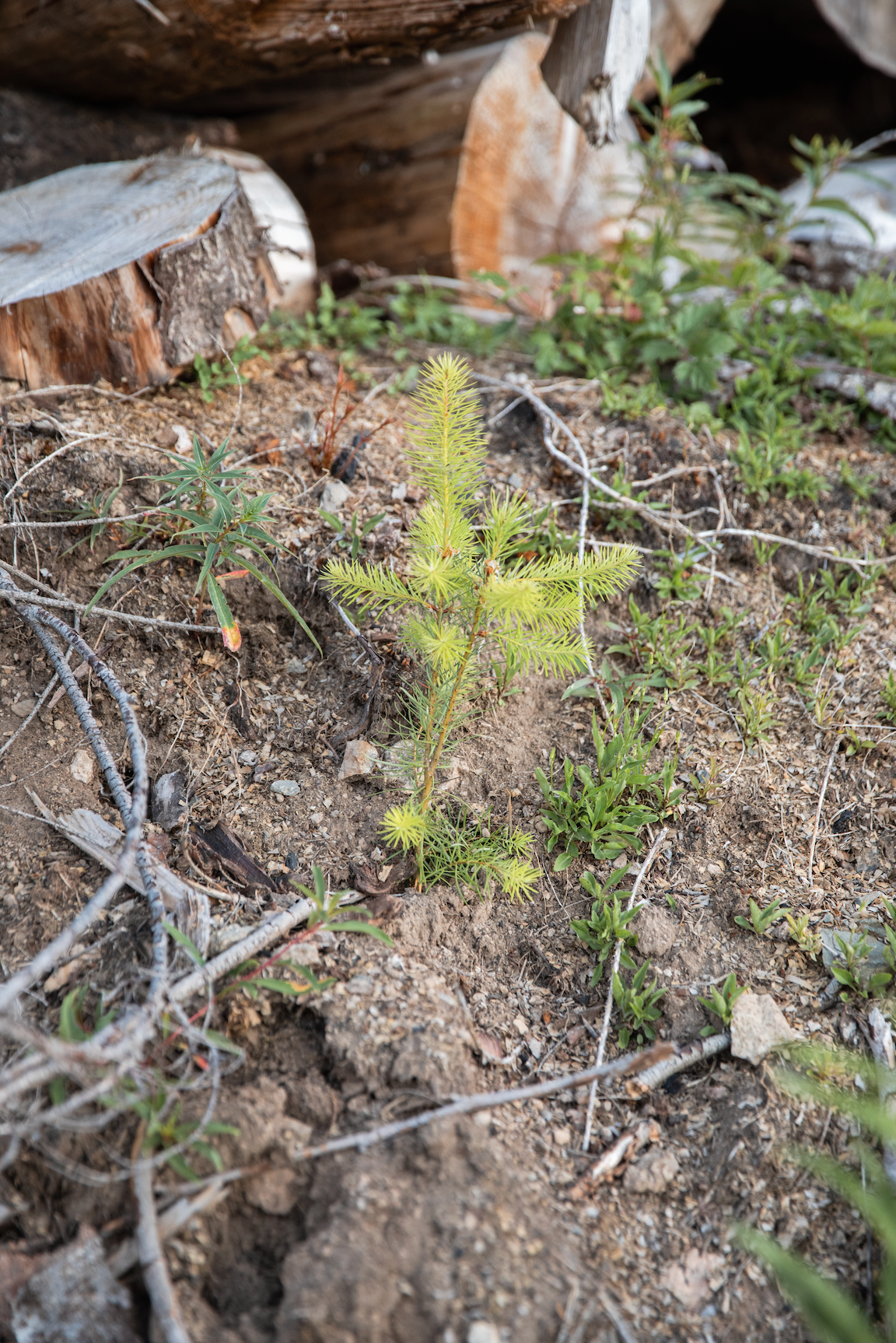 Oregon Santiam State Forest Reforestation