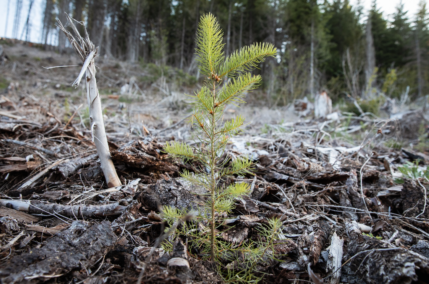 Oregon Santiam State Forest Reforestation