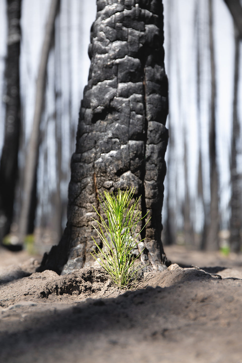 Michigan: Hiawatha National Forest Biodiversity