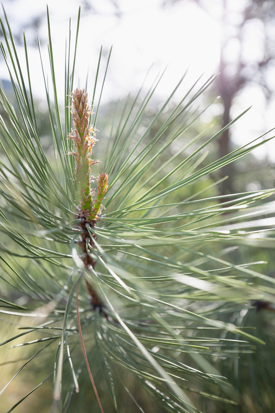 Michigan: Hiawatha National Forest Biodiversity