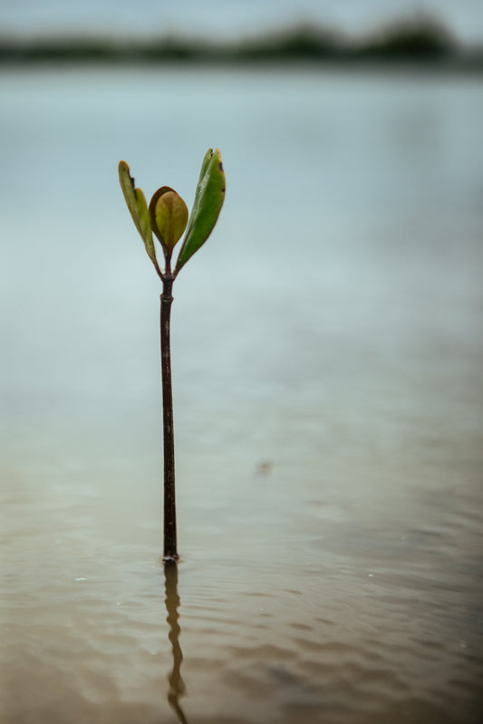 SpartanNash Earth Month Tree Planting