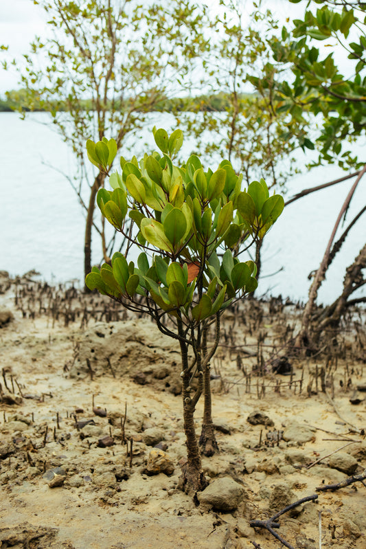 TREE PLANTING GIFT CARD